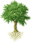 Drzewo Alexey (100% rozmiar)